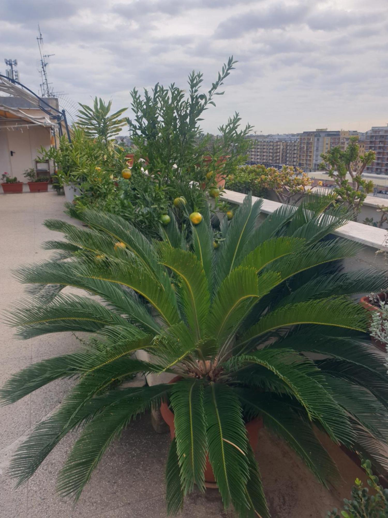 B&B Ganaj La Terrazza Di Ganaj Bari Eksteriør billede