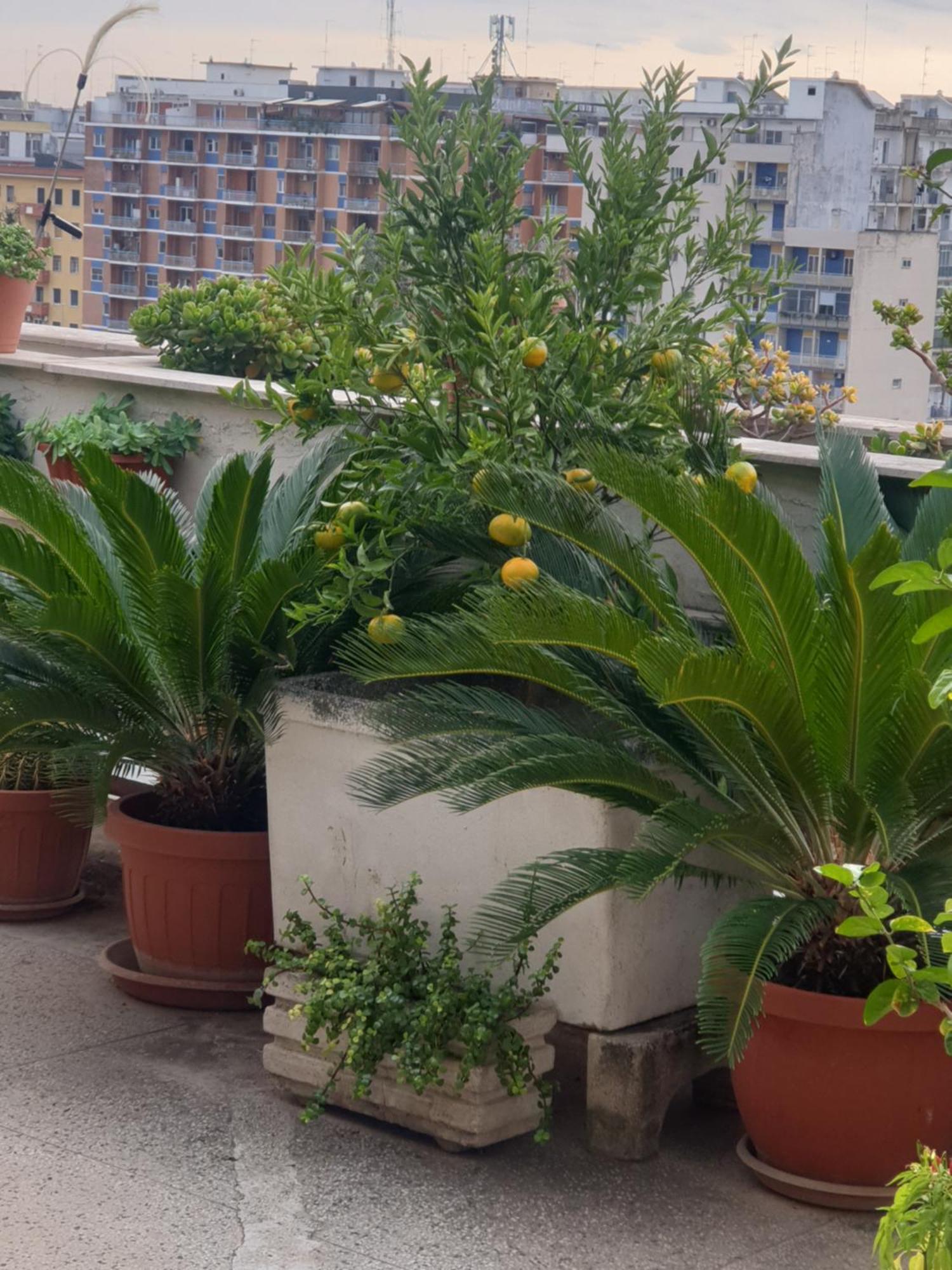 B&B Ganaj La Terrazza Di Ganaj Bari Eksteriør billede